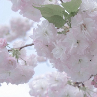 宛城福瑞交流群